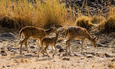 Golden Triangle Tour (Delhi - Agra - Jaipur - Delhi) | 5 Days / 4 Nights